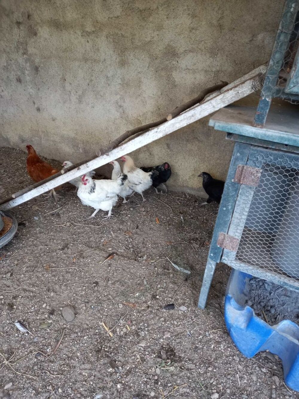 Poules pondeuses Jardin