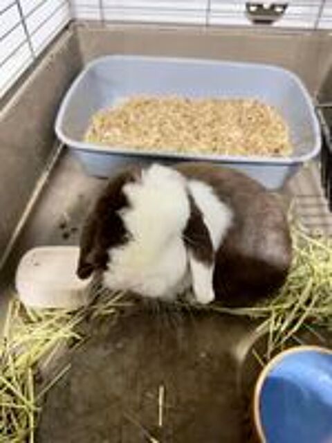   lapin nain bélier 