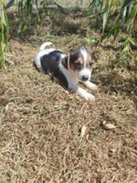   Chiots Jack Russel  