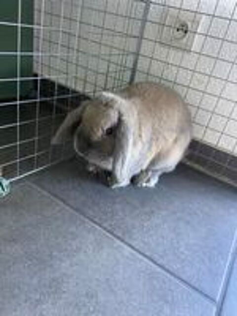   lapin bélier nain français Holland Lop 