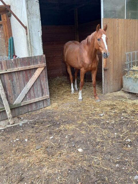 cheval PP vacciné et vermifugé. 3000 81600 Gaillac