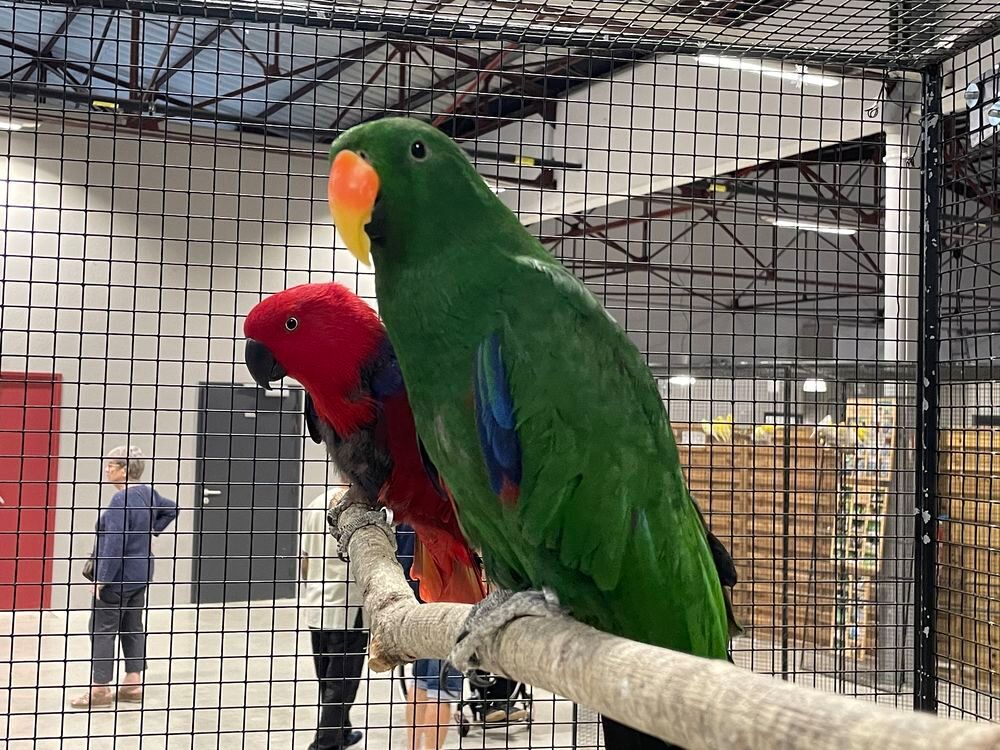   Couple Eclectus Roratus 