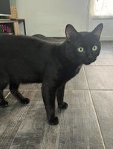   Moshi adorable chat noir 2 ans hyper gentil a adopter 