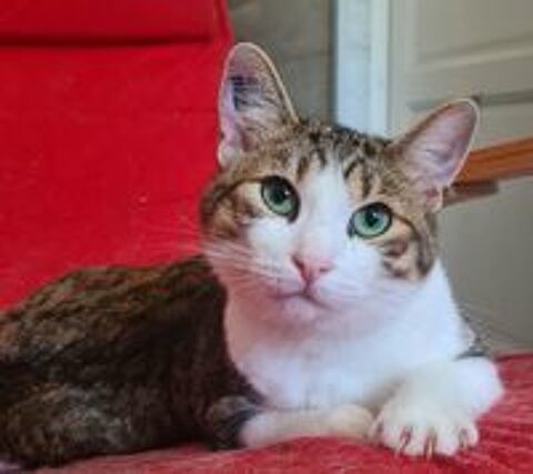   ZAZOO CHAT TIGRE BLANC 2 ANS 1/2 
