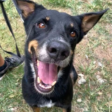 ✨️ JAKI ✨️ 🐶 350 56100 Lorient