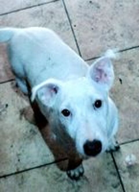    SPLENDIDES Chiots JACK RUSSEL 