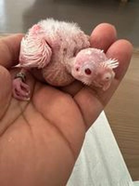   Perruche albinos  