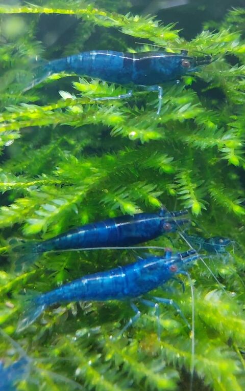 Crevettes Neocaridina Blue Dream 2 75013 Paris