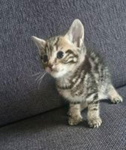   Donne chaton  