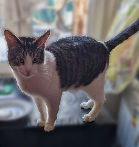 BERNARD CHAT TIGRE BLANC 2 ANS 1/2 195 92260 Fontenay-aux-roses