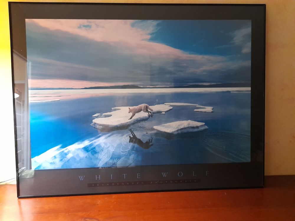 Tableau photo encadr&eacute; Loup Blanc Décoration