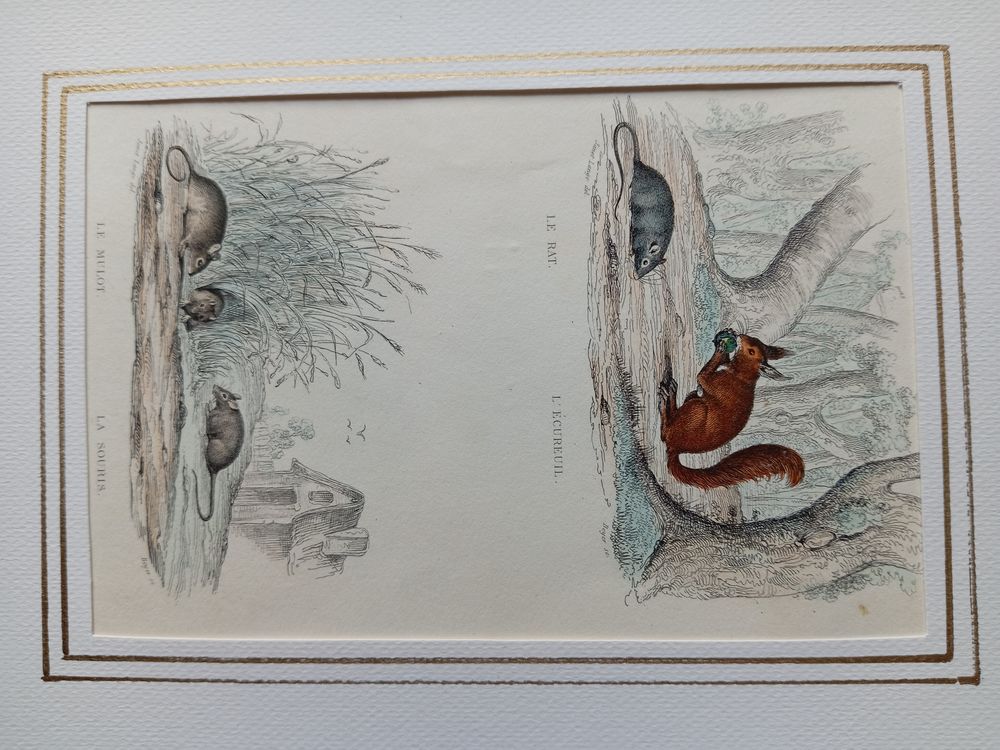  MAMMIFERES 52 GRAVURES ORIGINALES DE BUFFON DE 1839
