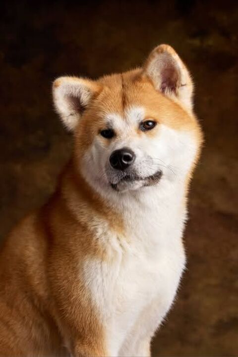 Chien ACHIKA &agrave; l adoption 350 26000 Valence