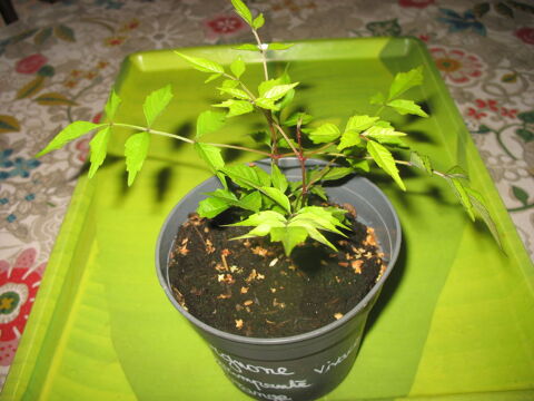 Pot de bignone fleurs oranges, vivace grimpante 1 Donnemarie-Dontilly (77)