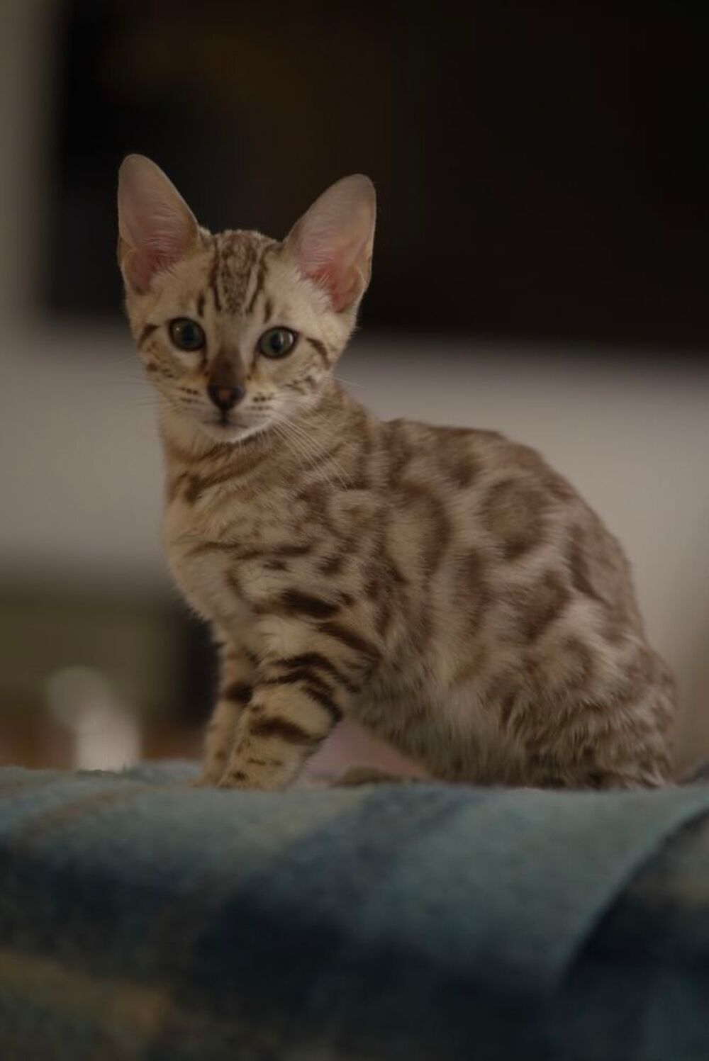   Chaton Bengal snow sépia LOOF 