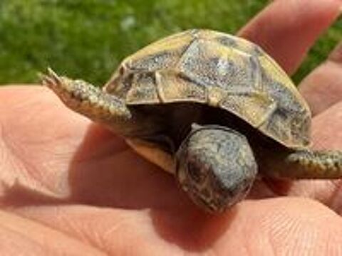   Tortues juvéniles  