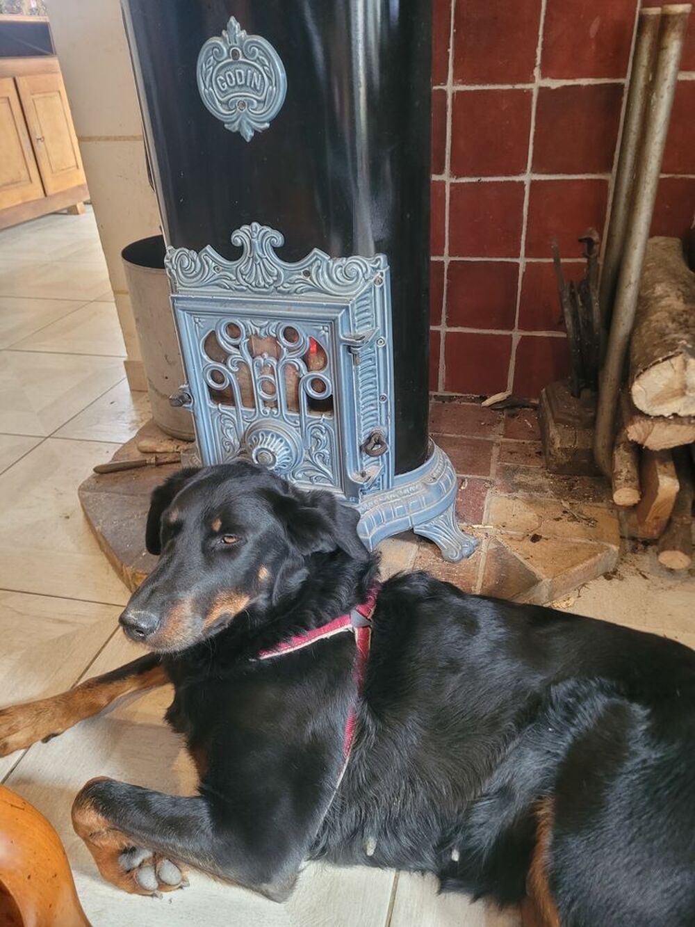   À donner femelle  beauceron 3 ans  