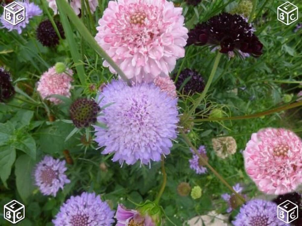 Graines de fleur de scabieuse Jardin