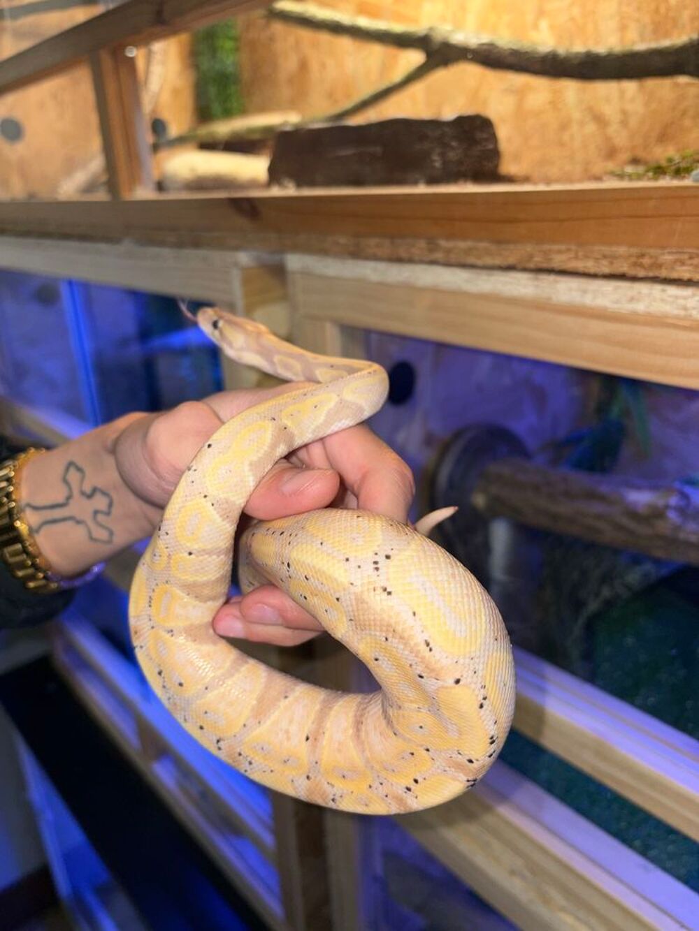 python banana 