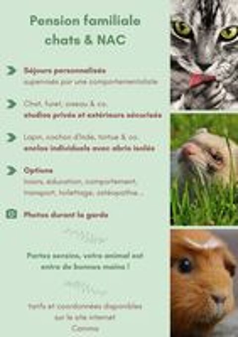   Pension chat lapin cochon d'inde tortue oiseau furet 