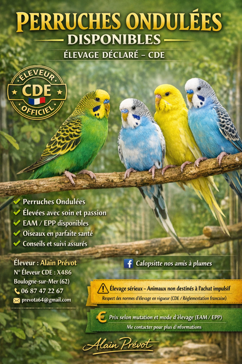 Perruche ondul&eacute;e 0 62200 Boulogne-sur-mer