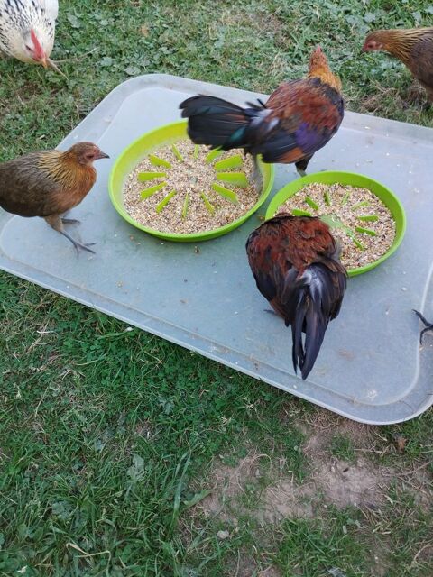 Petit coq Ardennais de 4 mois. 0 27800 Harcourt