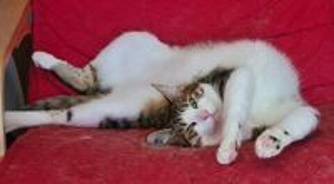   ZAZOO CHAT TIGRE BLANC 2 ANS 1/2 