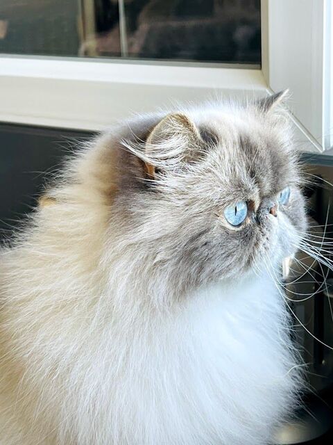 Magnifique Femelle Persan 450 17000 La rochelle