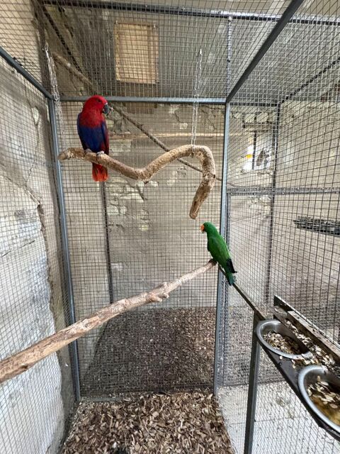 Couple d'&eacute;clectus 1300 41140 M�hers