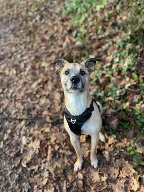 Donne Chien M&acirc;le 6 ans Crois&eacute; Type Malinois 0 74150 Rumilly