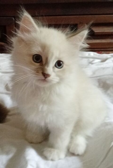 Femelle Siberienne hypoallergenique 1500 75015 Paris