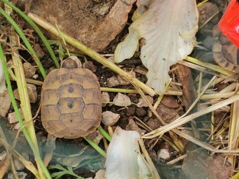 Tortue 40 83190 Ollioules