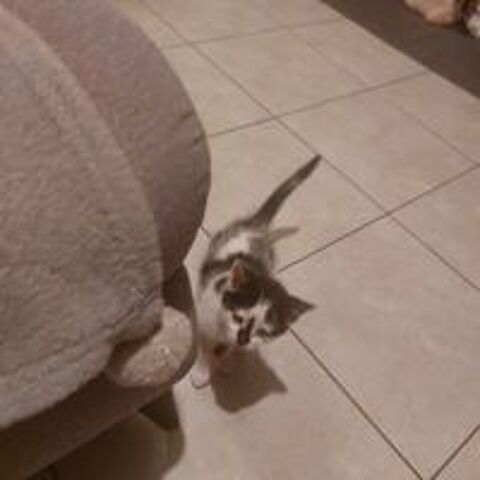   Chaton croises de siamoi  