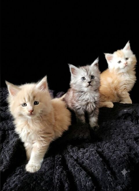 3 adorable maine coon 1300 82130 L'honor-de-cos