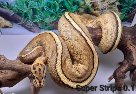 Python regius
0 43200 Le pertuis