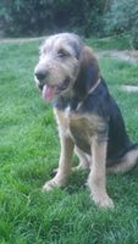   2eme Chiot 4 mois Griffon Nivernais/ Bruno du Jura 