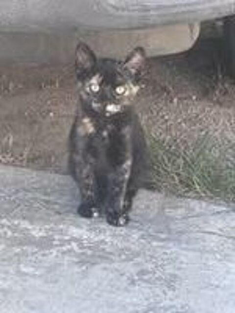   Chat CALICO à l adoption 