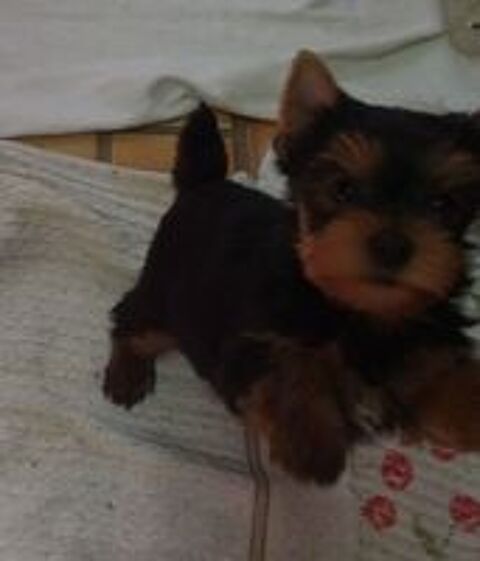   Chiots Yorkshire 
