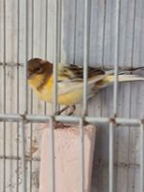  Canaris timbrado 