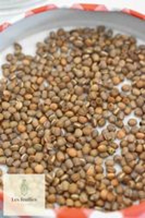   d'oeufs de phasme bâton 