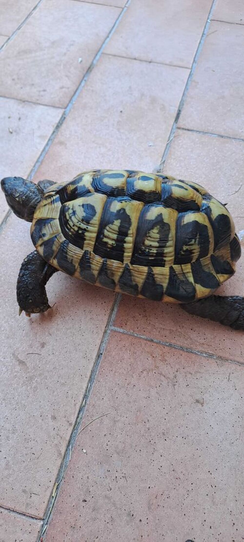 tortue terrestre Jardin