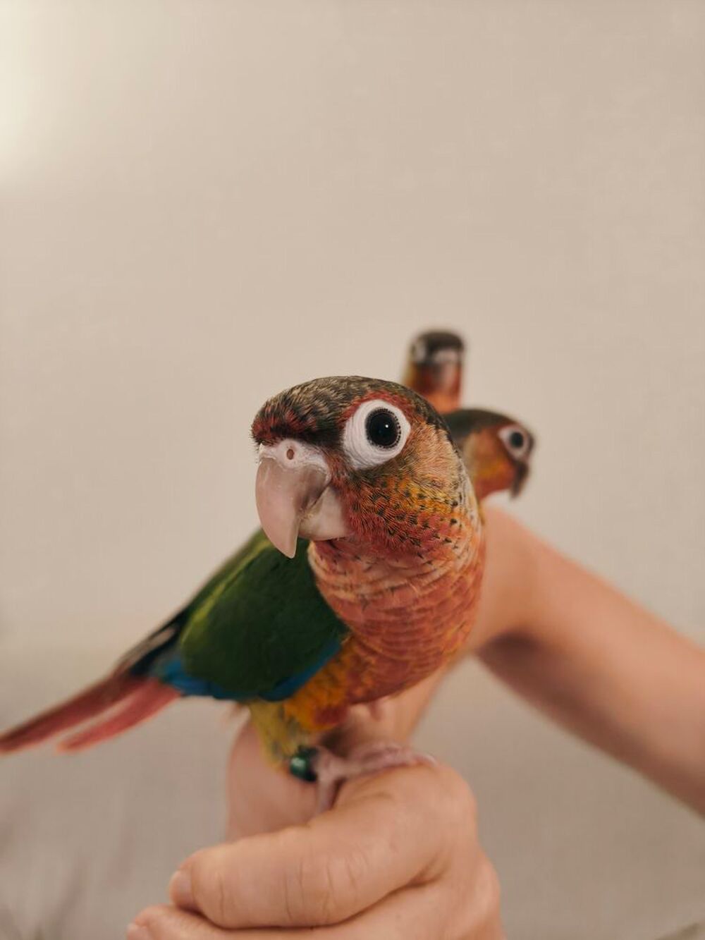   Conure de molina opaline EAM 