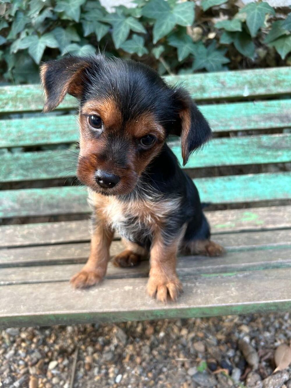   Yorkshire terrier x chihuahua  