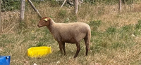   Moutons Solognote 
