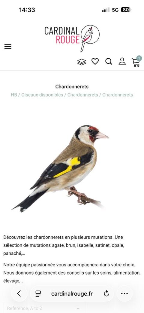 canari Bordeaux (33)