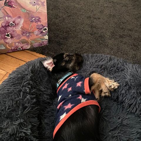 Petite chien 50 78200 Mantes-la-jolie