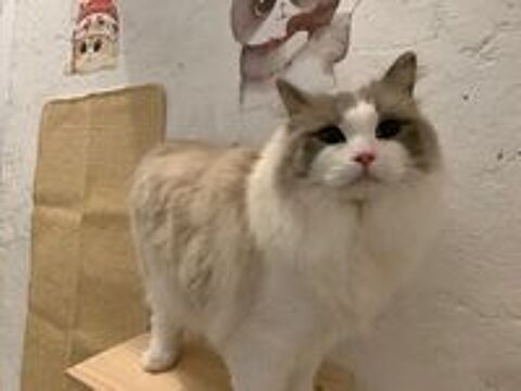   pension des chats pendnat les vacances 