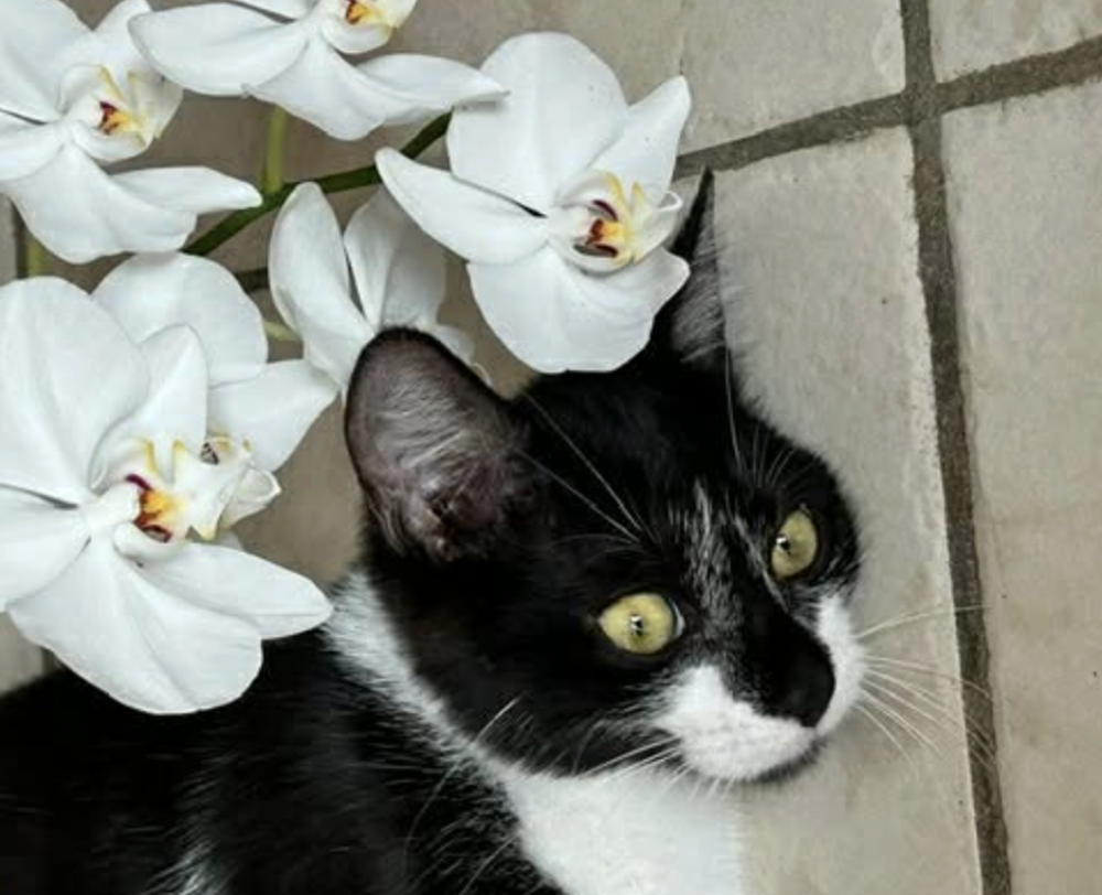   POMME  