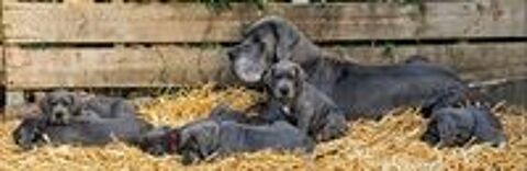   Chiots dogue allemand bleus LOF  