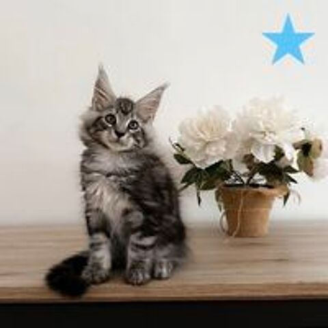   Chaton Maine Coon PP LOOF  